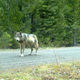 Illustration for article titled These Adorable Wolf Pups Could Be Californias First In 100 Years